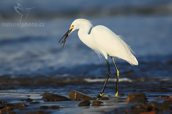 Volavka bělostná (Egretta thula), Fotografie: Volavka bělostná (Egretta thula), Snowy Egret, Autor: Ondřej Prosický | NaturePhoto.cz, Model: Canon EOS 5D, Objektiv: Canon EF 200mm f/2.8 L USM + TC Canon 2x, Ohnisková vzdálenost (EQ35mm): 400 mm, stativ Gitzo 1227 LVL + 1377M, Clona: 5.6, Doba expozice: 1/800 s, ISO: 100, Kompenzace expozice: 0, Blesk: Ne, Vytvořeno: 13. prosince 2006 6:53:53, pobřeží Pacifiku v Dominical (Kostarika)